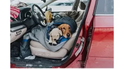 ALPS Mountaineering Aura 20 Sleeping Bag -Outdoor Camping Equipment opplanet alps mountaineering aura 20 sleeping bag regular gray charcoal 4611933 av 3